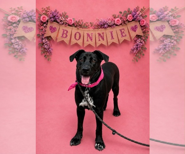 Medium Photo #4 Labrador Retriever-Unknown Mix Puppy For Sale in Shillington, PA, USA