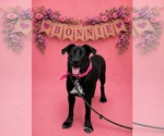 Small #3 Labrador Retriever Mix