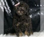 Small #4 Poodle (Toy)