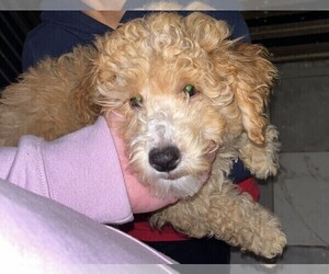 Poodle (Miniature) Puppy for sale in BRODHEAD, WI, USA