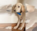 Small #1 Labrador Retriever Mix
