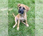 Small #1 Shepradors
