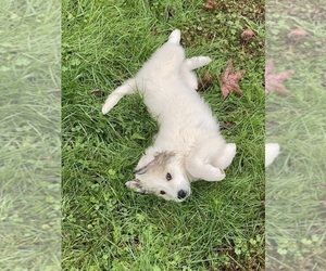 Great Pyrenees Puppy for sale in LA FAYETTE, GA, USA