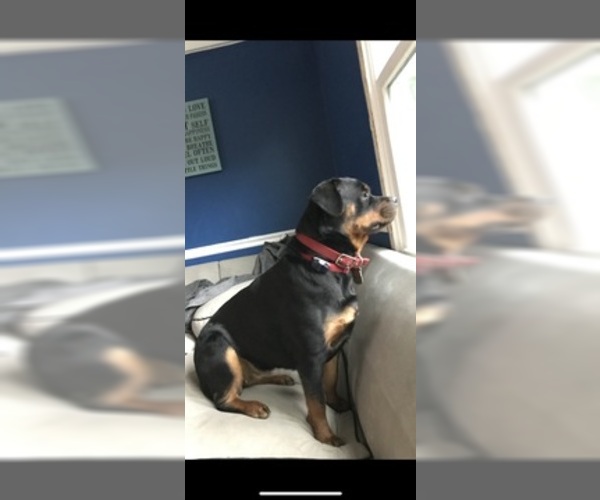 Medium Photo #1 Rottweiler Puppy For Sale in SYKESVILLE, MD, USA
