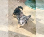 Small #14 Shih Tzu Mix