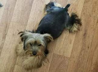 Mother of the Yorkshire Terrier puppies born on 07/31/2017