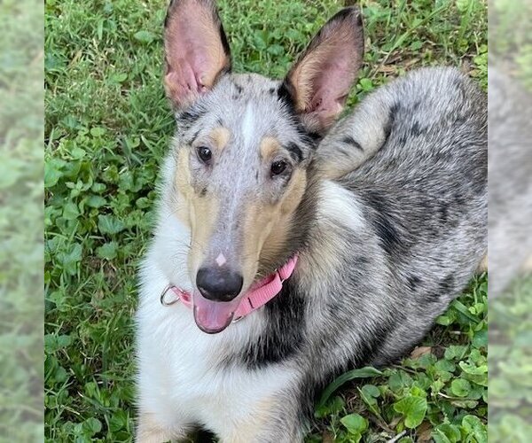Medium Photo #3 Mutt Puppy For Sale in Dublin, OH, USA