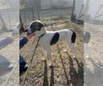 Small #1 Mutt