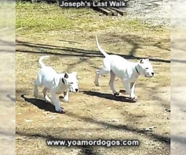 Medium Photo #192 Dogo Argentino Puppy For Sale in PINEVILLE, MO, USA