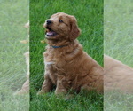 Small #1 Goldendoodle (Miniature)