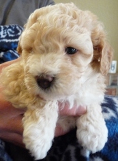 Bichpoo Puppy for sale in CHEHALIS, WA, USA