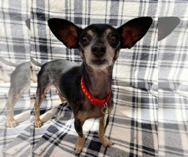 Medium Photo #1 Chihuahua-Unknown Mix Puppy For Sale in Tempe , AZ, USA