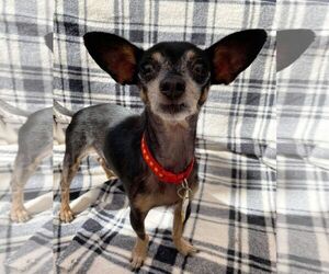 Medium Chihuahua Mix