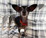 Small Chihuahua Mix