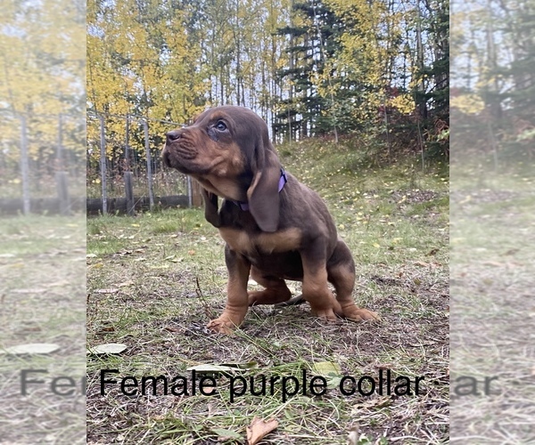 Medium Photo #3 Bloodhound Puppy For Sale in PALMER, AK, USA