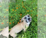 Small #1 Mutt