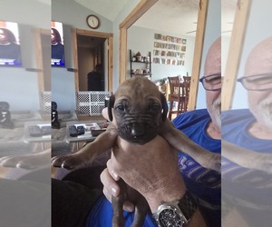 Rhodesian Ridgeback Puppy for Sale in ALBA, Texas USA