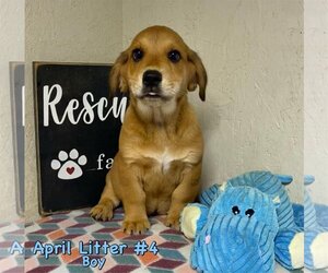 Basschshund Dogs for adoption in SHERBURNE, NY, USA