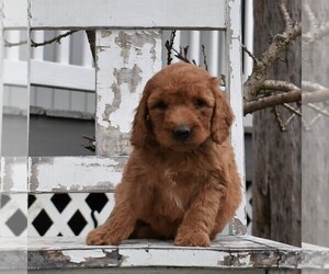 Goldendoodle-Poodle (Miniature) Mix Puppy for sale in GORDONVILLE, PA, USA