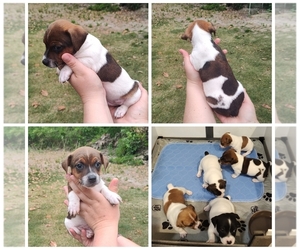 Jack Russell Terrier Puppy for sale in JASPER, FL, USA