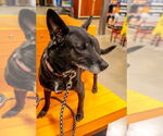Small #5 Miniature Pinscher Mix