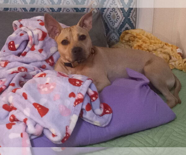 Medium Photo #18 American Pit Bull Terrier-Unknown Mix Puppy For Sale in Murfreesboro, NC, USA