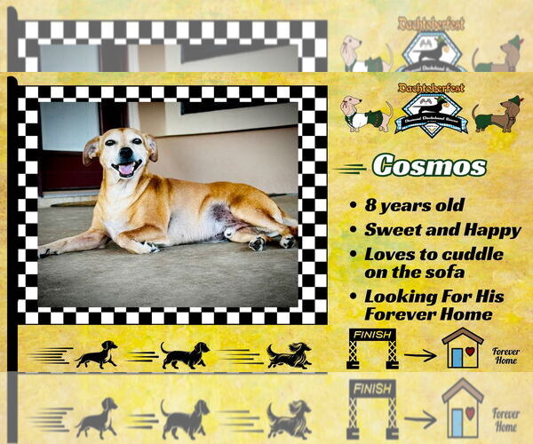 Medium Photo #5 Chiweenie Puppy For Sale in San Antonio, TX, USA