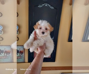 Morkie Puppy for sale in BELDING, MI, USA