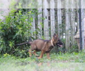 German Shepherd Dog Dogs for adoption in Holly Hill, SC, USA