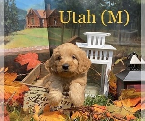 Goldendoodle Puppy for sale in KENT CITY, MI, USA