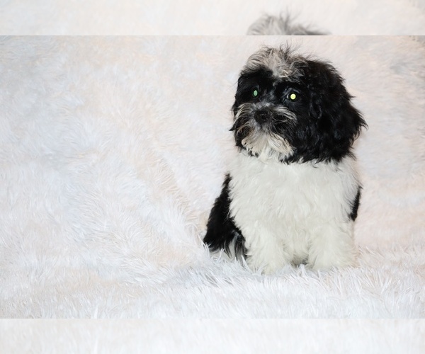 Medium Photo #22 ShihPoo Puppy For Sale in DYERSBURG, TN, USA