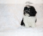 Small #21 ShihPoo
