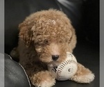 Small #2 Poodle (Toy)