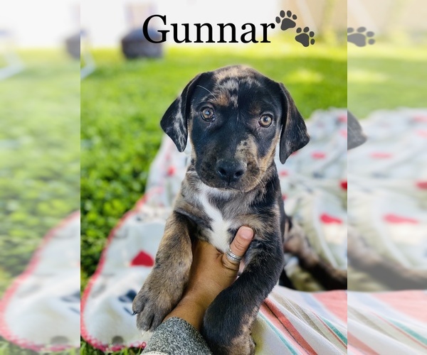 Medium Photo #1 Catahoula Leopard Dog Puppy For Sale in COOKEVILLE, TN, USA