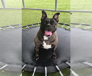 French Bulldog Dogs for adoption in Godfrey, IL, USA