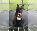 Small French Bulldog