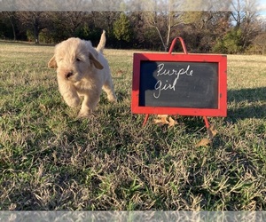 Goldendoodle Puppy for sale in STROUD, OK, USA