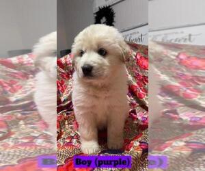 Great Pyrenees Puppy for sale in MONROE, NC, USA
