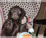 Small Photo #22 Australian Labradoodle Puppy For Sale in W FIELD, NC, USA