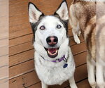Small #1 Siberian Husky