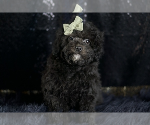 Medium Photo #3 Poodle (Toy) Puppy For Sale in WARSAW, IN, USA