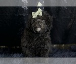 Small Photo #3 Poodle (Toy) Puppy For Sale in WARSAW, IN, USA