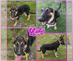 Small German Shepherd Dog