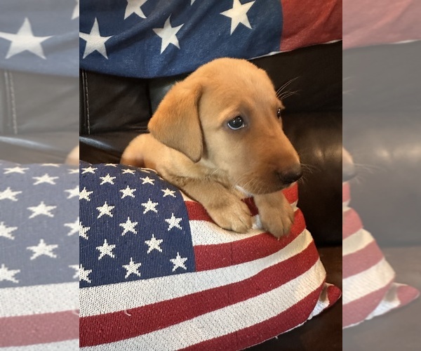 Medium Photo #10 Labrador Retriever Puppy For Sale in LEASBURG, MO, USA