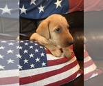 Small #9 Labrador Retriever