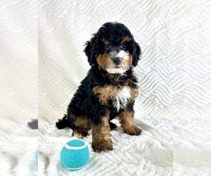 Miniature Bernedoodle Puppy for sale in GREENFIELD, IN, USA