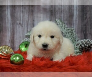 English Cream Golden Retriever Puppy for sale in FREDERICKSBG, OH, USA