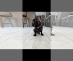 Small French Bulldog