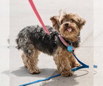Small Photo #2 Maltese-Unknown Mix Puppy For Sale in St. Louis Park, MN, USA