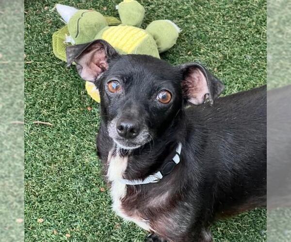 Medium Photo #8 Chihuahua Puppy For Sale in San Diego, CA, USA